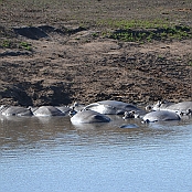 "Hippopotamus" Kruger National Park, South Afrika